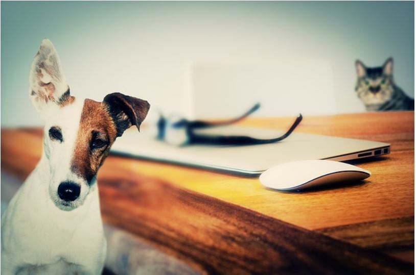 should you allow pets in rental property